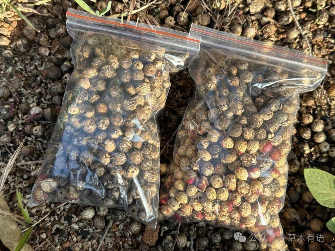 根据国家植物园一果一世界,一子一菩提——"菩提子"植物展,假槟榔种子