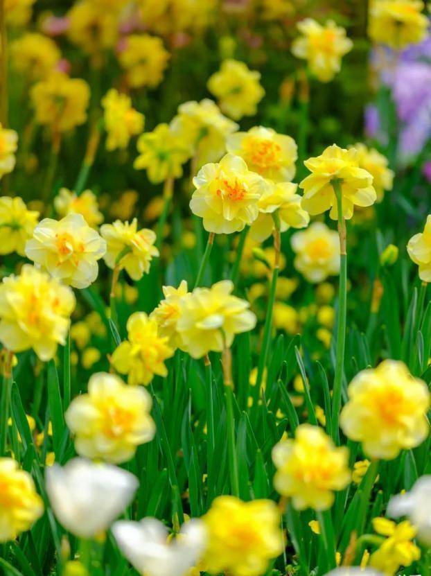 展现最美的姿态在阳光下迎风而动国内外新,优,特,珍球根品种风信子