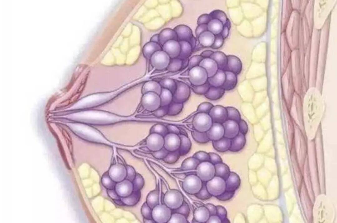 "乳腺健康"系列-巨细靡遗:少见并容易误诊的乳腺疾病_乳房_肿瘤_诊断