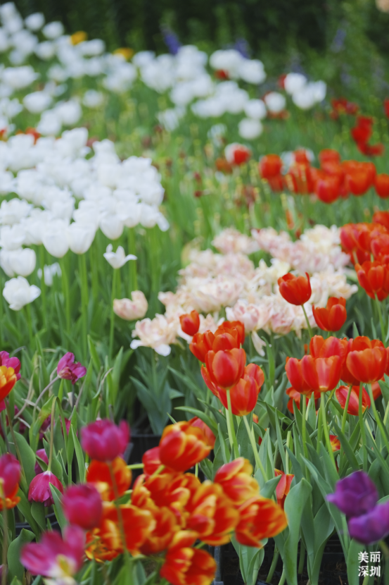 展现最美的姿态在阳光下迎风而动国内外新,优,特,珍球根品种风信子