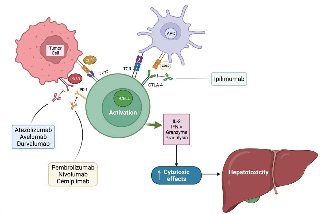 pdl-1 是一种在多种组织和肿瘤中表达的跨膜蛋白.
