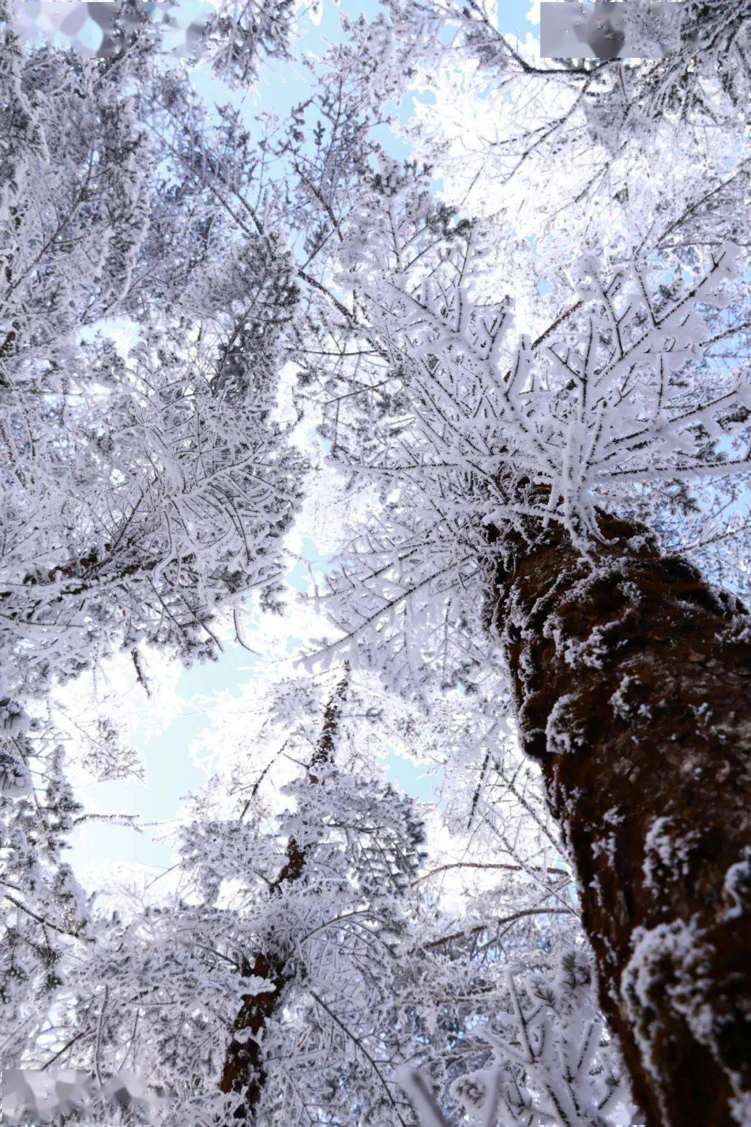 高山晶莹雪图片