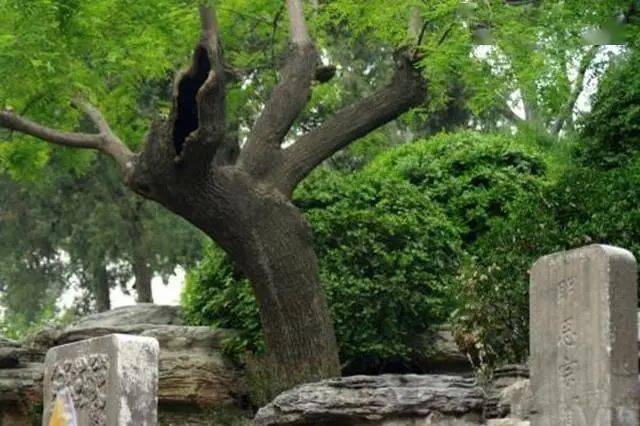 吊死崇祯皇帝的那棵"歪脖子树",300多年过去了,如今变得怎么样了?