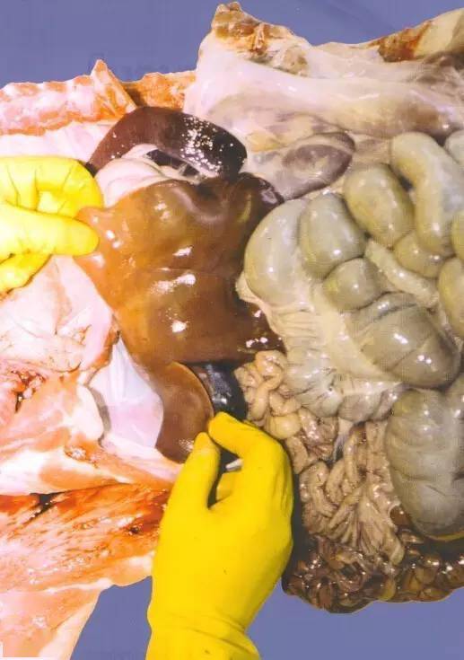 多图教你学会猪的病理解剖,值得收藏!_检查_组织学_样品