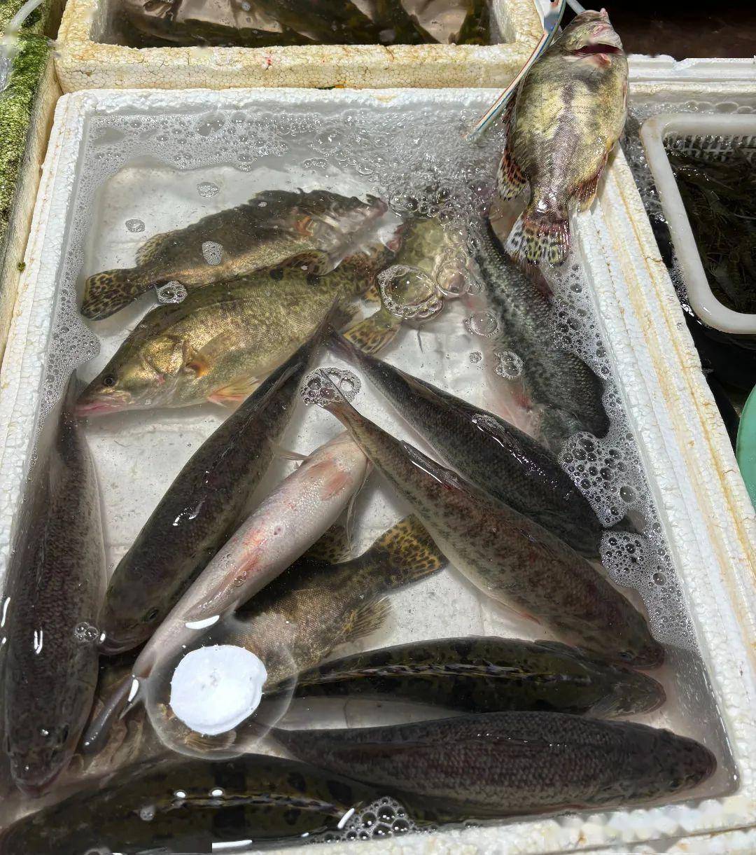 "桂鱼很新鲜,40块钱一斤,比前一阵便宜了不少呢,买回去清蒸很不错的.