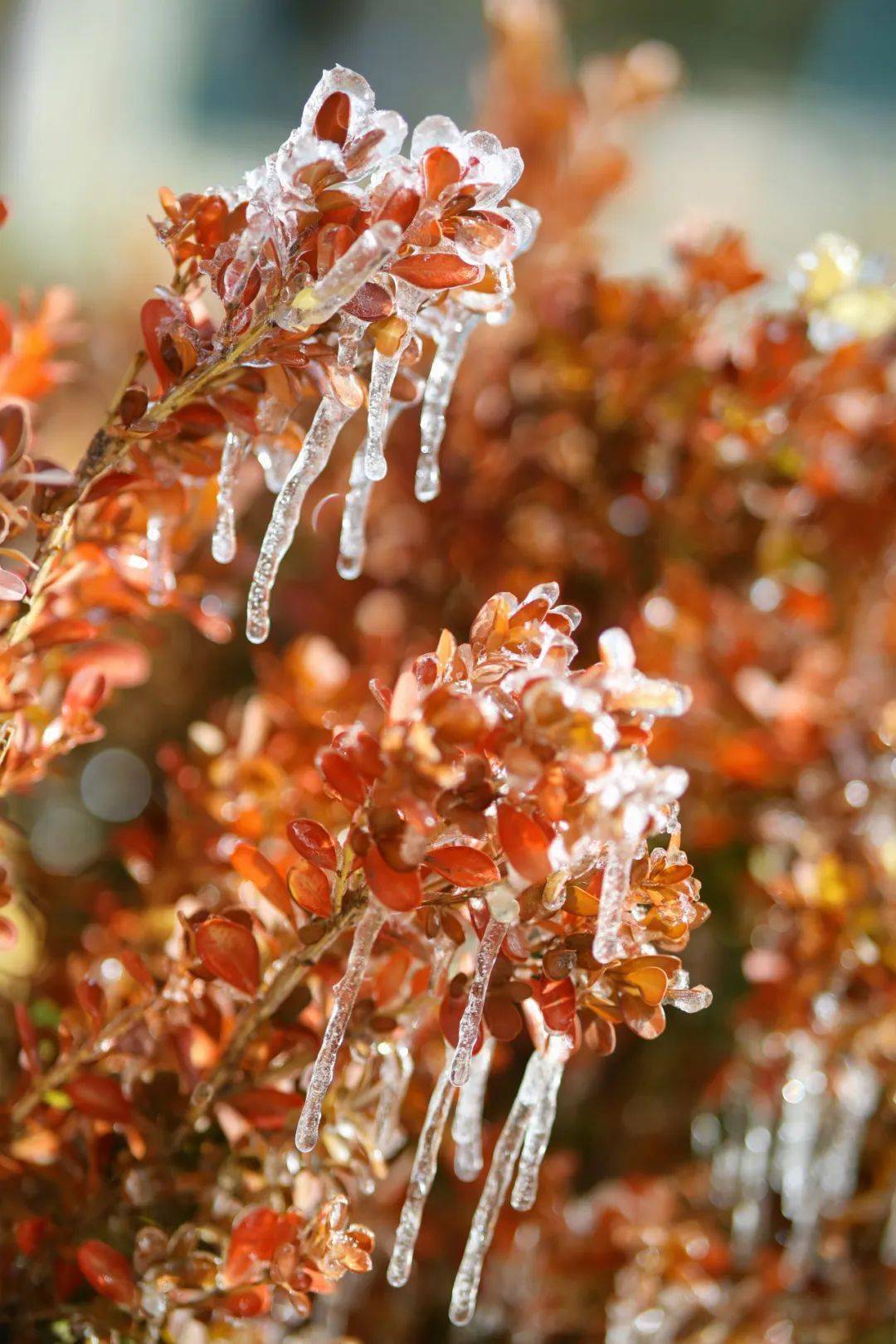 我在有雪的兰大,很想你_丁湘瑜_傅璇_风起