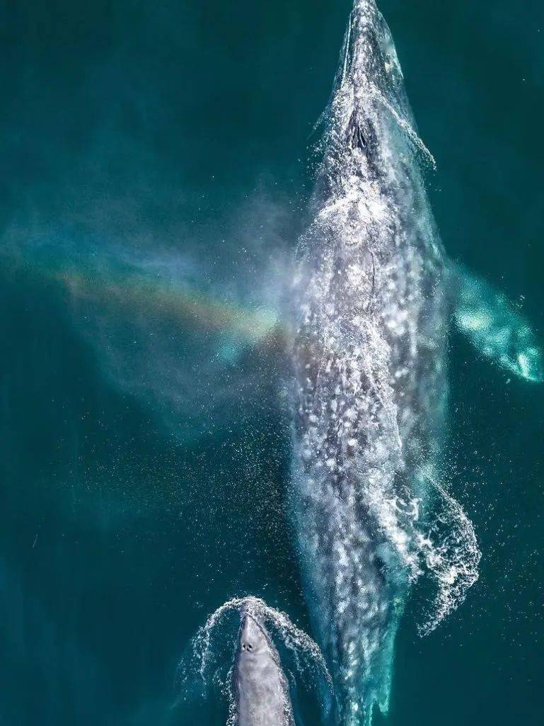 洛杉矶观鲸节即将来临~_加州_dana_point