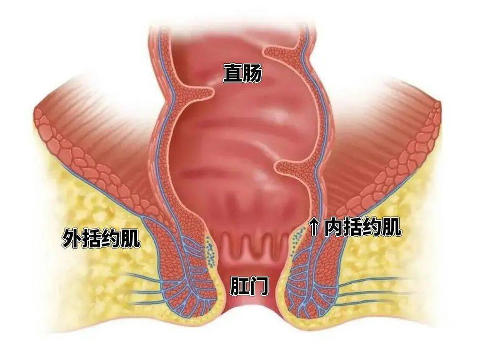 肛门到直肠的距离图片