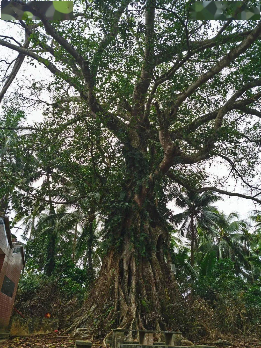 "文昌十大树王"是它们→_海南省_东路镇_胸围