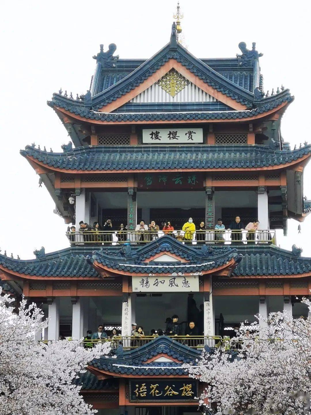 【烟花三月下扬州】春风十里扬州路,扬州瘦西湖,兴化千岛垛田油菜花&