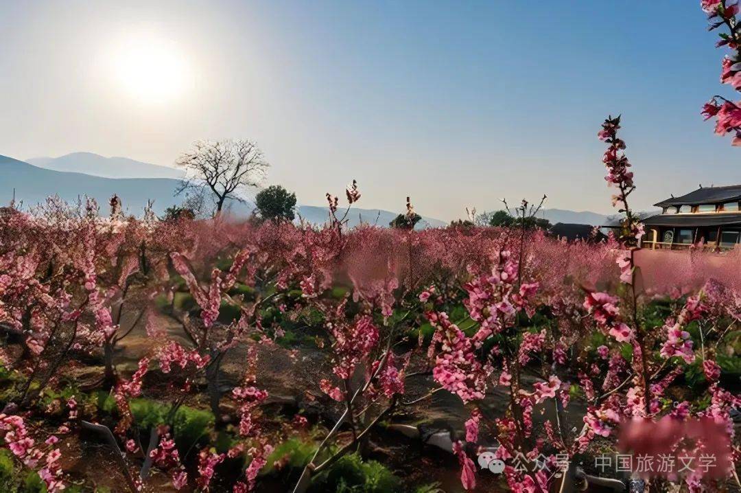 行走丨大理桃花源记-大理 桃源村