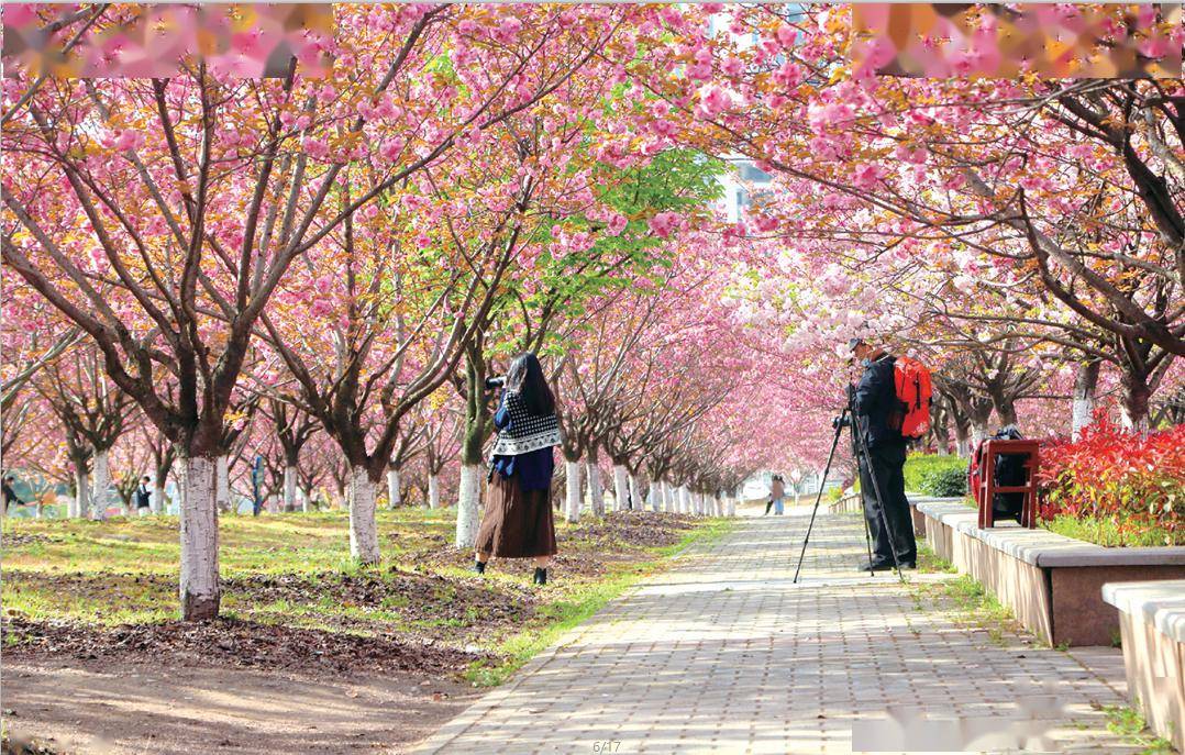 好鸡冻(≧▽≦)/董宇辉3月来湖北,快来十堰"与辉同行"赏春花