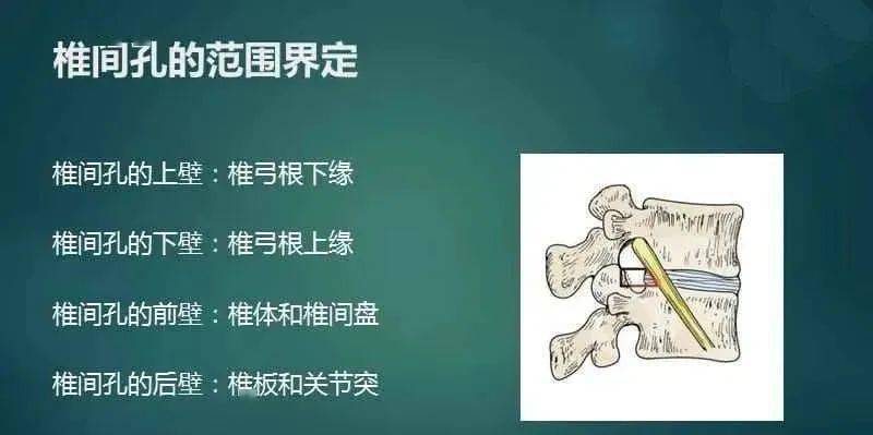 这些脊神经根从椎管两侧的孔发出