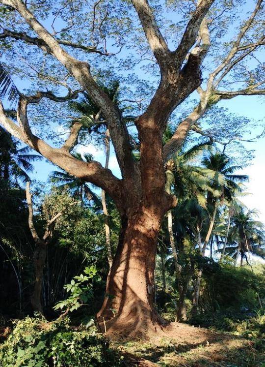 "文昌十大树王"是它们→_海南省_东路镇_胸围