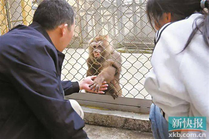 被老虎夹夹断腿的猕猴,因为曾经受过人类的伤害,所以十几年来都对林