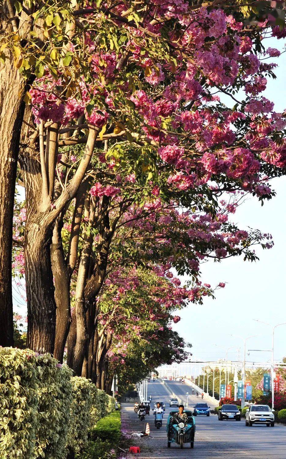 九龙大道上的紫花风铃木开了_海南_好朋友_花朵