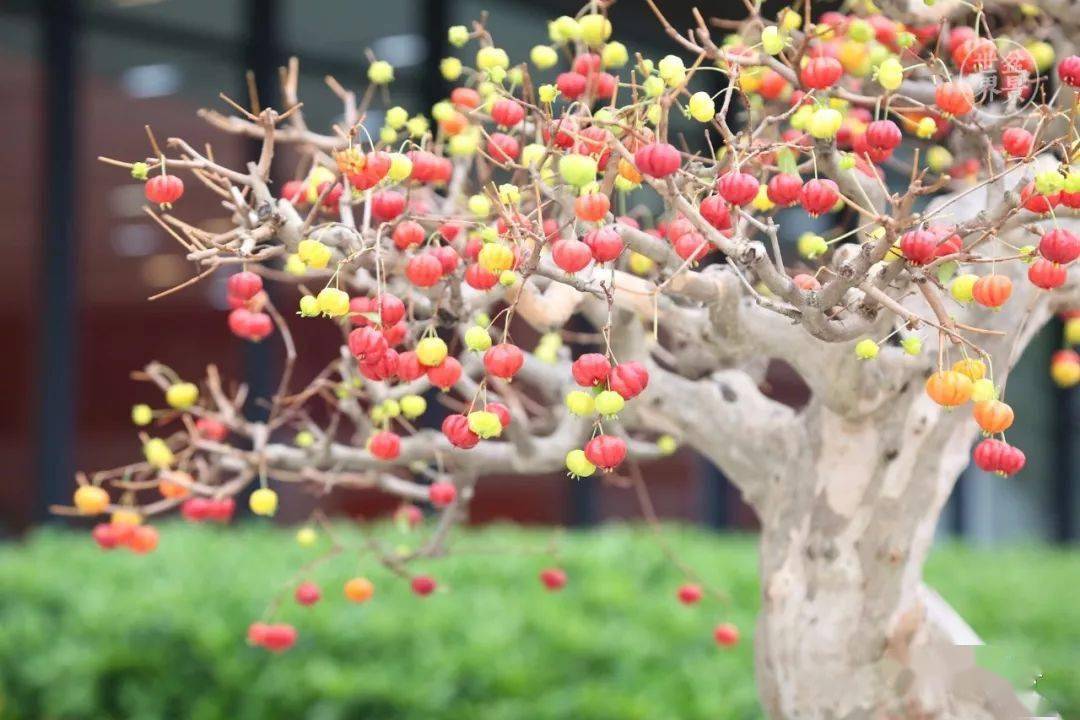 正月十五,红灯高挂,鸿运当头_作品_cm_红果