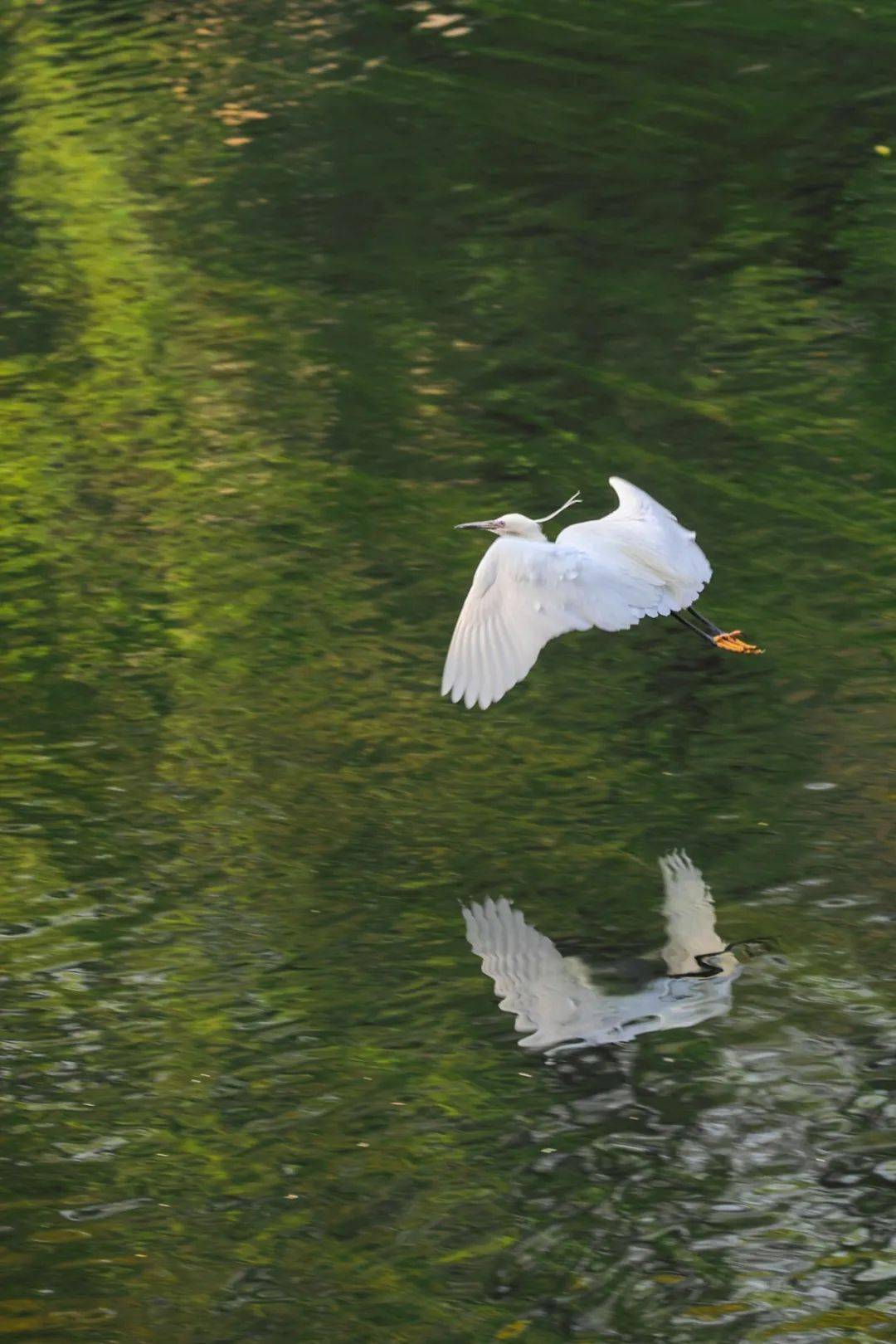 好~long~一~条~江~ 盘~在~城~中~央~_龙江_盘龙_公园