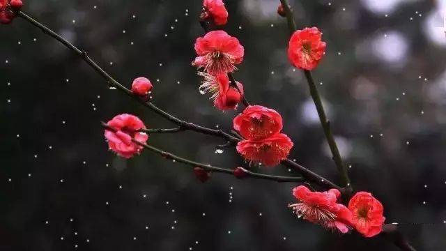 欣赏了美景,那春雪相关的诗句你又知道多少呢?_梅花_金杯_中华