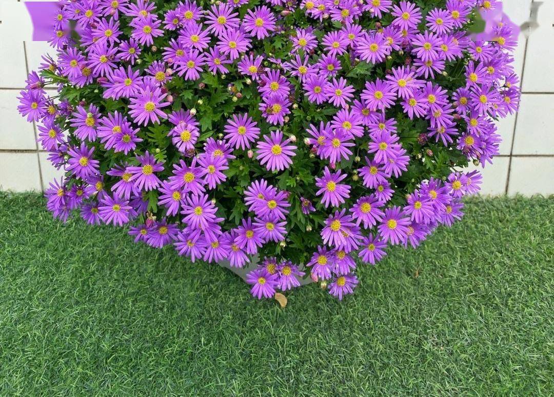 阳台养一盆它,花量大颜色美,清新淡雅,让阳台成为美好小花园_开花
