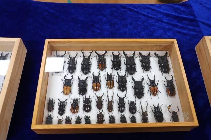 《极速猎杀》而与甲虫结缘,片中雷厉风行的大王虎甲深深地吸引了他