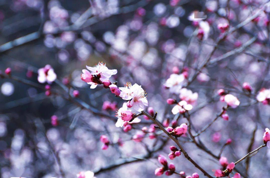 新乡秋沟桃花节图片