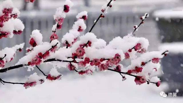 欣赏了美景,那春雪相关的诗句你又知道多少呢?_梅花_金杯_中华