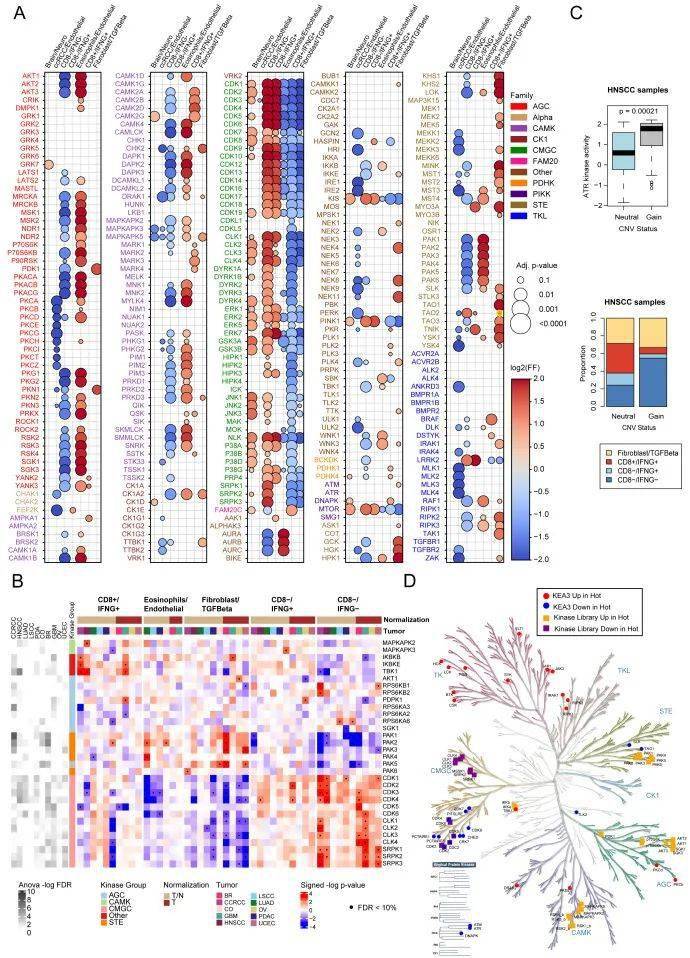 十大癌症蛋白质基因组学精准免疫_癌细胞_wang_治疗