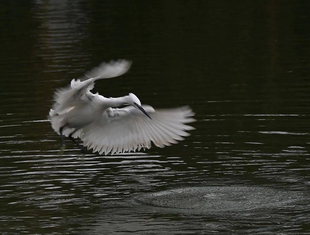 鸟类_周滨_张鑫林