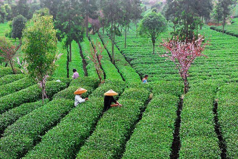 【央媒看遵义】凤冈县:茶香飘千里 绿叶富万家_茶叶_任斌_茶园