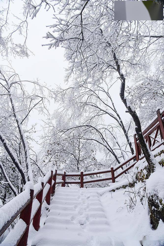 元宵节赏雪汉中大汉山_积雪_树枝_金石