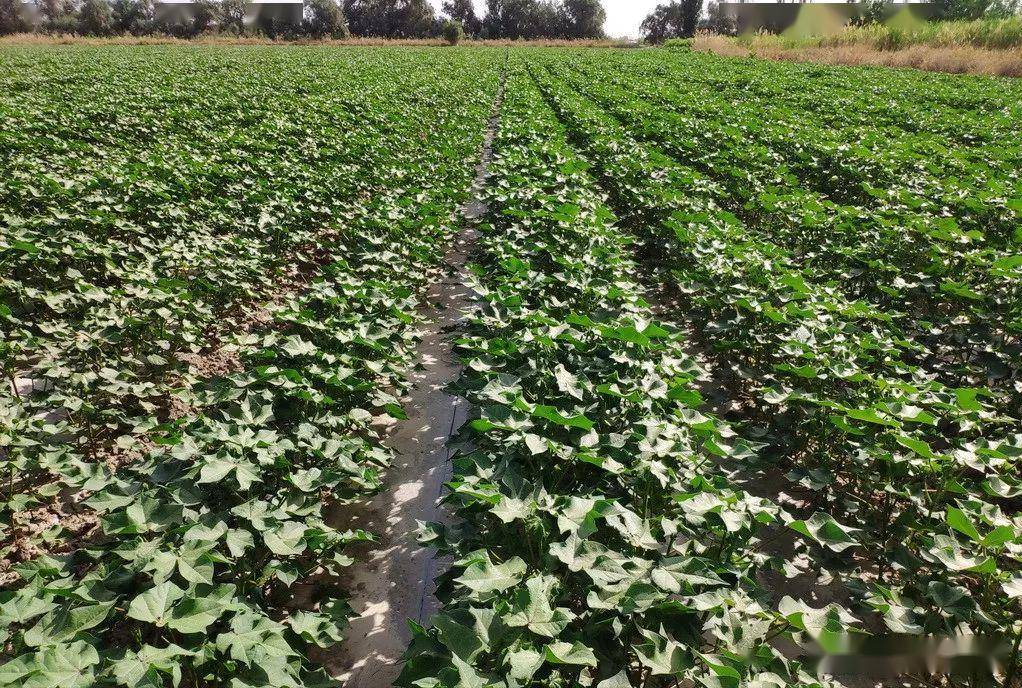 机采棉一播全苗技术要点_进行_棉花_处理