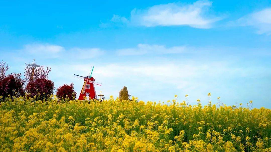 宗营镇,共有皇塘,杜家坝,毛堰,金家桥,沙凹岭,邢家坝6个观花点,油菜