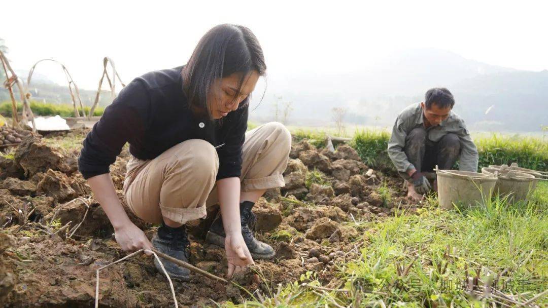 陶媛媛来到田间地头,拍龙光朝刚挖出来的新鲜马蹄,还将自己品尝马蹄后