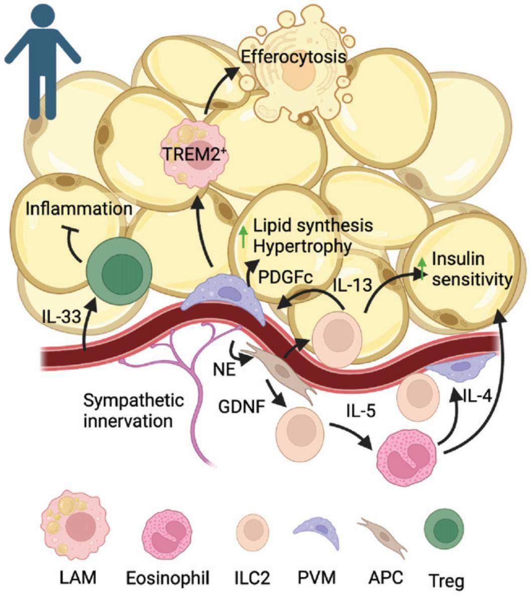 免疫细胞主动调控代谢_调节_稳态_脂肪