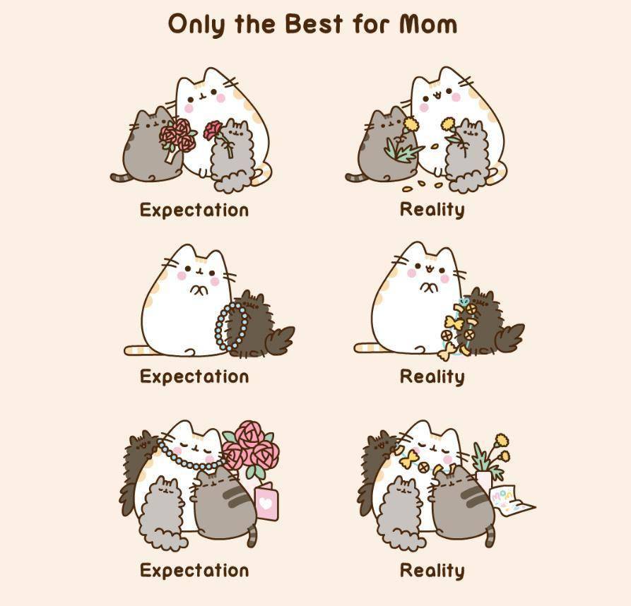 2024年开年第一波治愈,来自一只q弹软糯的喵星人_pusheen_cat_猫咪