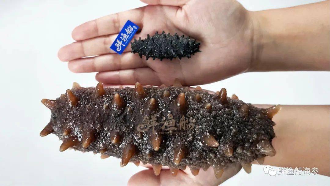 海参批发价被曝光!渔民一番话让人恍然大悟._老滕_加工_捕捞