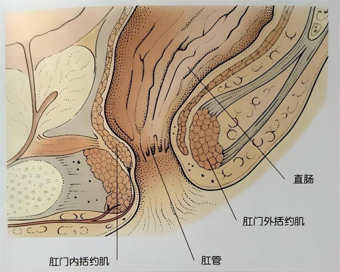 这就要靠消化道出口的守门大将肛门处内括约肌产生的节制作用来完成