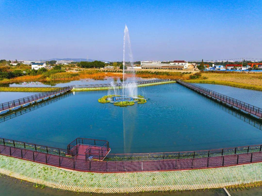 全国闻名的"小黄鸭"为何落地武进_雅浦_生态_雪堰镇