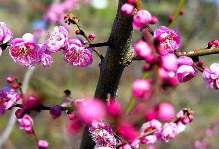 《梅香曲》配梅花图,太美了,沁人心脾!_龙游梅_李梅_水梅