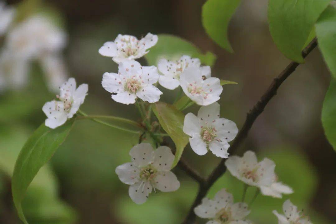花梨棠攀枝花宴 图源:个旧市融媒体中心每道菜都是美味佳肴让人垂涎