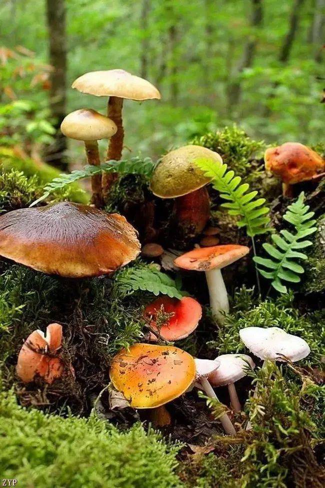 七彩蘑菇,太漂亮了!
