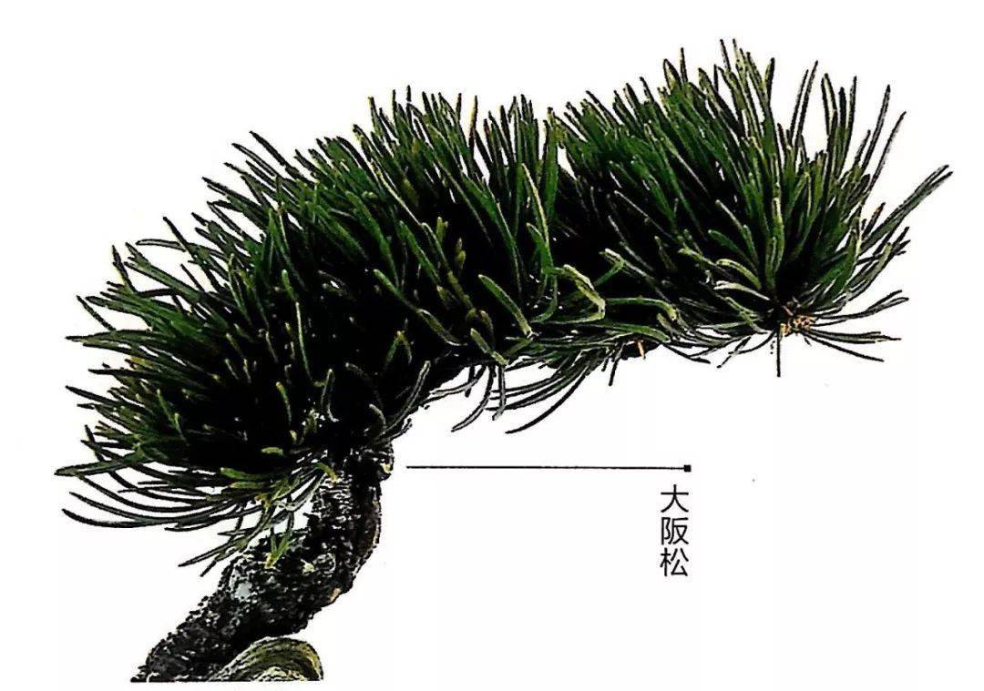 锦松盆景锦松系松科松属常绿小乔木.