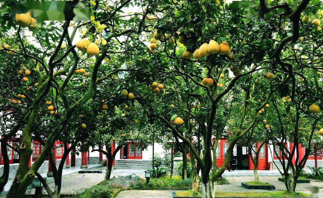 city walk|一口柚香延续百年_张大公馆_柚子_张朴