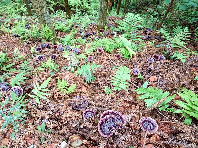 林海生金 绿富同兴——黔东南林下经济蓬勃发展_天麻_产业链_种植