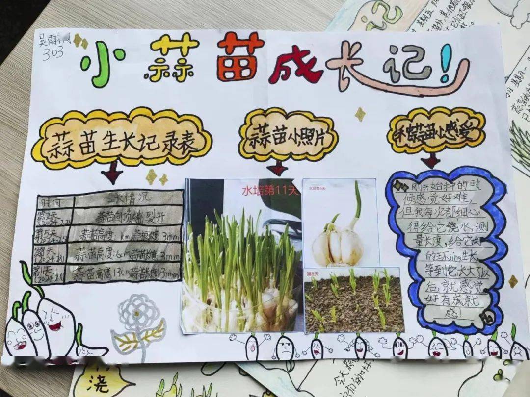 【寒假特色作业】快乐种植之蒜苗成长记——实验小学寒假实践作业展