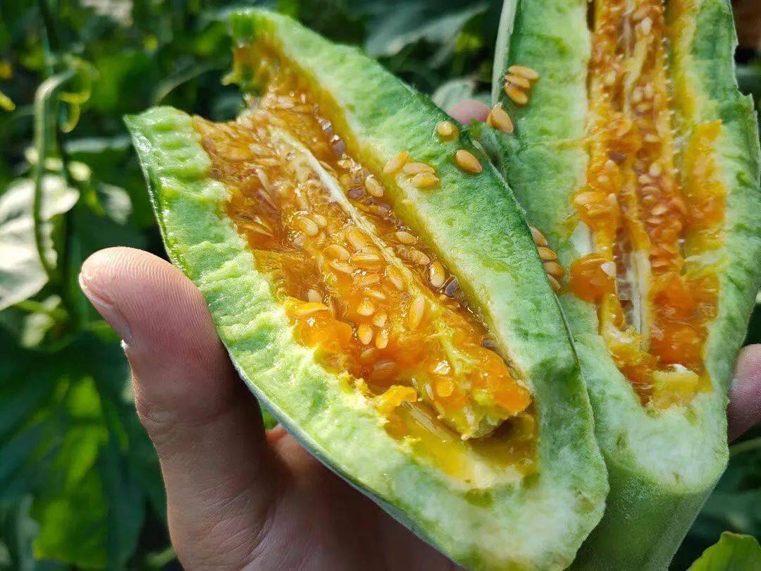 春季羊角蜜,咬一口香甜流蜜!连籽带瓤都能吃,是你吃的最过瘾的甜瓜!