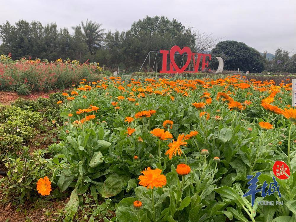 江门:草木萌动 赏花踏春正当时_香草_游客_小镇