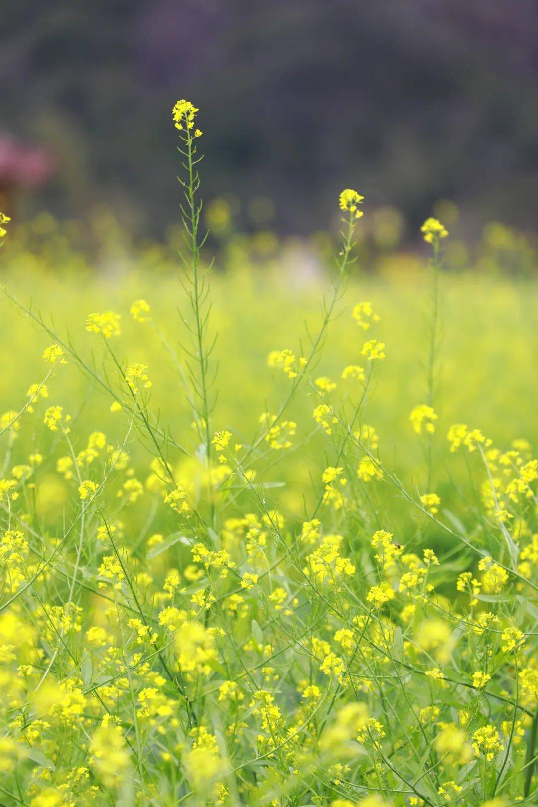 永泰梧桐油菜花图片