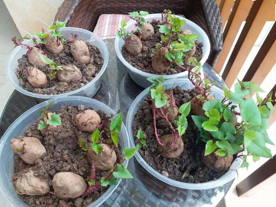 种红薯的美妙之处:不仅边吃边长,还从小美到大!